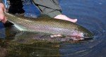 Olive Translucent Bling Midge Trout Fishing Flies