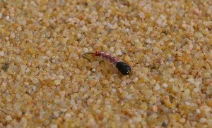 Red Tube Midge Nymph Flies - 12 Pack