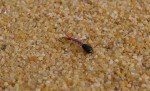 Red Tube Midge Nymph Flies - 12 Pack