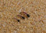 Red Tube Midge Nymph Flies - 12 Pack