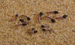 Red Tube Midge Nymph Flies - 12 Pack