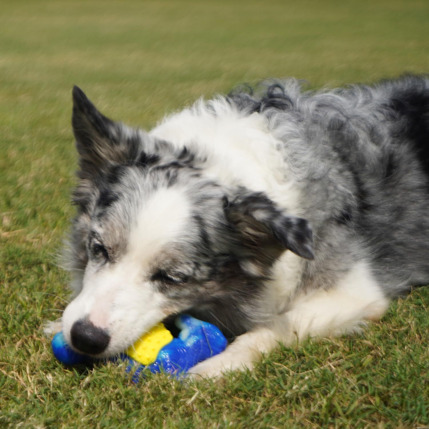 Aggressive Chewer Dinosaur Dog Chew Toy for Teeth Cleaning