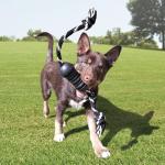 KONG Extreme Dental Rubber Dog Toy for Large Dogs