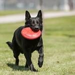 KONG Durable Rubber Flying Disc For Large Dogs