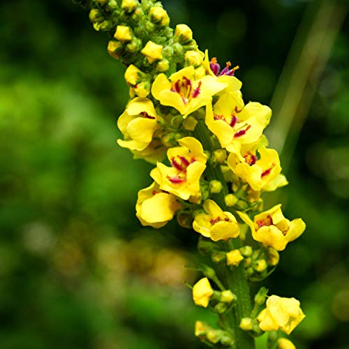Alcohol-Free Mullein Leaf 1oz Extract | Respiratory Support