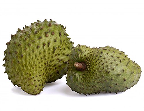 Organic Graviola Soursop Extract: Immune-Boosting Tincture (4oz)