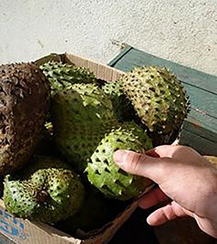 Organic Graviola Soursop Extract: Immune-Boosting Tincture (4oz)