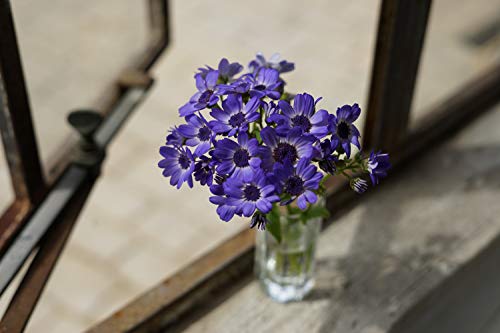 Sony FE 50mm F1.8 Standard Lens SEL50F18F/2