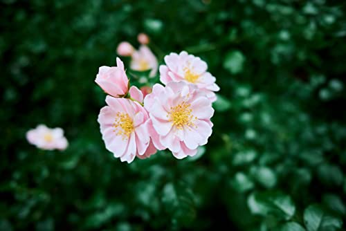 Nikon Z fc Mirrorless Camera with Special 28mm Lens