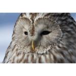 Canon EOS R7 Mirrorless Vlogging Camera with Lens Kit