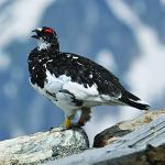 Nikon NIKKOR Z 100-400mm VR S | Versatile telephoto zoom lens