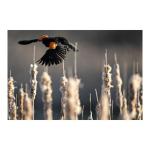 Nikon NIKKOR Z 400mm f/4.5 VR S Lens