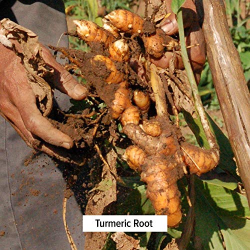 Banyan Botanicals Organic Immune Booster Powder Mix