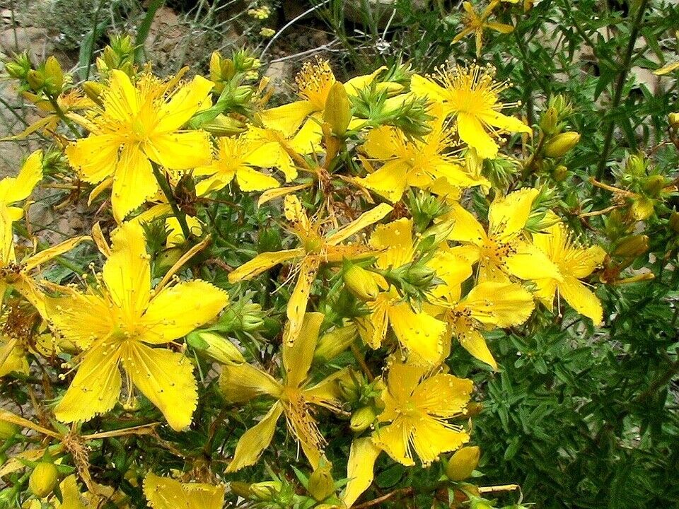 St. John's Wort Loose Herbal Tea