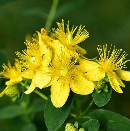 St John's Wort Seeds - Non-GMO Medicinal Herb