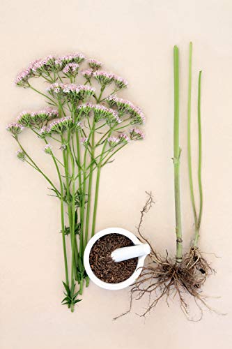 Valerian Root Powder - 100% Natural - 100g