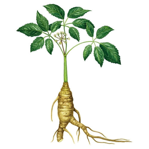 High Strength Korean Red Ginseng Extract 3600mg