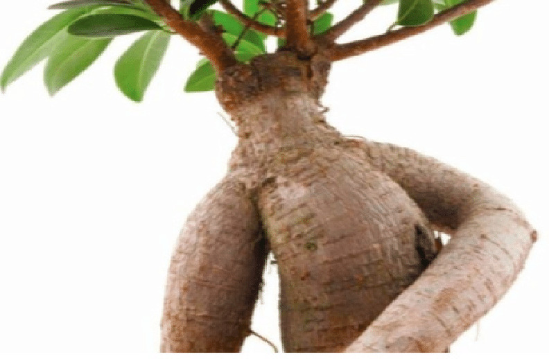 Ashwagandha 8000mg Capsules for Stress and Sleep