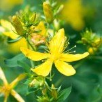 Organic Dried St. John’s Wort Tea 100g