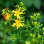St. John's Wort Tea (250g) - 100% Pure