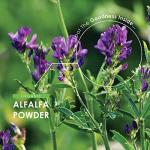 Organic Alfalfa 1200mg - 120 Vegan Capsules