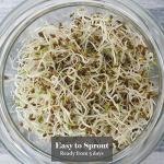 Organic Alfalfa Sprouting Seeds 250g - Nutrient-Rich