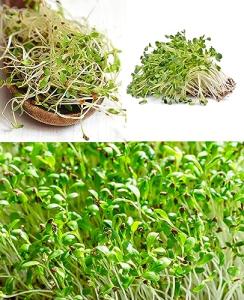 Organic Alfalfa Seeds for Microgreens Sprouting 3,000+