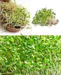 Organic Alfalfa Seeds for Microgreens Sprouting 3,000+