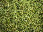 Alfalfa Readigrass 1kg for Healthier Livestock