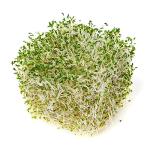 Organic Alfalfa Seeds for Microgreens Sprouting 3,000+