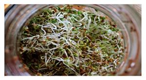 Organic Alfalfa Sprouting Seeds - 40g