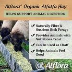 Organic Premium Alfalfa Hay for Small Pets