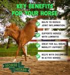 Boswellia Serrata Powder for Horse Pain Relief