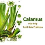 Pure Calamus Essential Oil - 30 ML Uncut