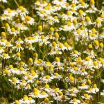 Organic Chamomile Tea – 250g Premium Quality