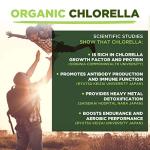 Organic Chlorella Powder for Energy and Detox