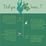 Organic Spirulina and Chlorella Capsules - High Strength