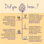 Vegavero Organic High Strength Artichoke Extract 120 Capsules