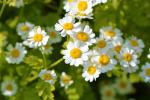 Lowhill Valley Feverfew Herb - 50g Organic Blend