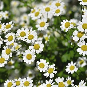 Golden Feverfew Seeds for Easy Outdoor Gardening