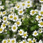 Golden Feverfew Seeds for Easy Outdoor Gardening