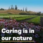 Super Strength Blueberry Extract 500mg, 90 Softgels