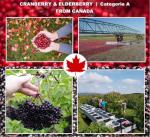 Cranberry & Elderberry Urinary Health Concentrate