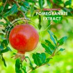 Organic Pomegranate Extract 20,000mg - 120 Capsules