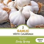 Garlic White Casablanca Seeds - Easy to Grow