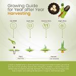 Garlic White Casablanca Seeds - Easy to Grow