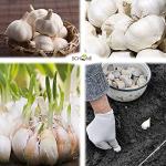 Garlic White Casablanca Seeds - Easy to Grow