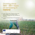 Garlic White Casablanca Seeds - Easy to Grow