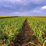 Garlic White Casablanca Seeds - Easy to Grow