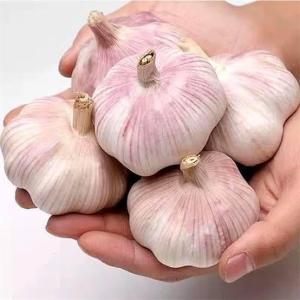 Quality Purple Garlic Bulbs for Autumn and Spring